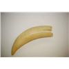 Image 1 : OLD 5" WHALE'S TOOTH - CURVED 5" OLDER TOOTH OF A SMALLER SP