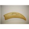 Image 2 : OLD 5" WHALE'S TOOTH - CURVED 5" OLDER TOOTH OF A SMALLER SP