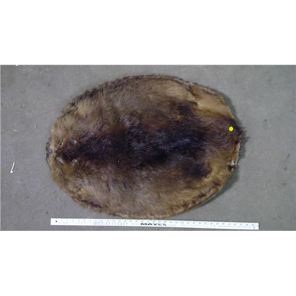 Beaver pelt