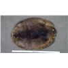 Image 1 : Beaver pelt