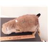 Image 3 : LOT 672 INUIT ART BEAVER NEEDS REPAIR