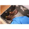 Image 3 : *Tote with Safety winter jacket Size L shoes,