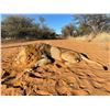 Image 5 : 5 DAY LION HUNT 1 HUNTER