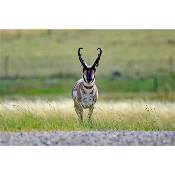 STATE OF NEVADA PRONGHORN TAG