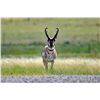 Image 1 : STATE OF NEVADA PRONGHORN TAG