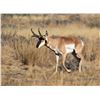 Image 2 : STATE OF NEVADA PRONGHORN TAG