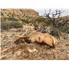 Image 1 : 5 - DAY BULL ELK HUNT IN NEW MEXICO FOR 1 HUNTER AND 1 NON-HUNTER