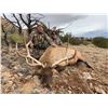 Image 2 : 5 - DAY BULL ELK HUNT IN NEW MEXICO FOR 1 HUNTER AND 1 NON-HUNTER
