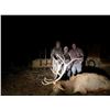 Image 3 : 5 - DAY BULL ELK HUNT IN NEW MEXICO FOR 1 HUNTER AND 1 NON-HUNTER