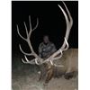 Image 4 : 5 - DAY BULL ELK HUNT IN NEW MEXICO FOR 1 HUNTER AND 1 NON-HUNTER