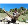 Image 1 : 8 - DAY BECEITE IBEX HUNT FOR 1 OR 2 HUNTERS IN SPAIN