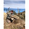 Image 4 : 5 - DAY MULE DEER HUNT IN NEW MEXICO FOR 1 HUNTER