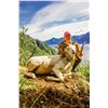 Image 3 : ALASKA CHUGACH DALL’S SHEEP PERMIT