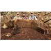 Image 1 : 12 - DAY SPRING KODIAK ISLAND BROWN BEAR HUNT FOR 1 HUNTER