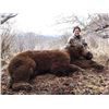 Image 2 : 12 - DAY SPRING KODIAK ISLAND BROWN BEAR HUNT FOR 1 HUNTER