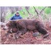 Image 4 : 12 - DAY SPRING KODIAK ISLAND BROWN BEAR HUNT FOR 1 HUNTER