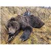 Image 5 : 12 - DAY SPRING KODIAK ISLAND BROWN BEAR HUNT FOR 1 HUNTER