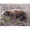 Image 6 : 12 - DAY SPRING KODIAK ISLAND BROWN BEAR HUNT FOR 1 HUNTER