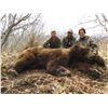 Image 8 : 12 - DAY SPRING KODIAK ISLAND BROWN BEAR HUNT FOR 1 HUNTER