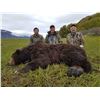 Image 9 : 12 - DAY SPRING KODIAK ISLAND BROWN BEAR HUNT FOR 1 HUNTER