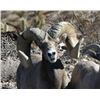 Image 2 : CALIFORNIA DESERT BIGHORN SHEEP (Open-Zone Tag)