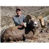 Image 4 : CALIFORNIA DESERT BIGHORN SHEEP (Open-Zone Tag)
