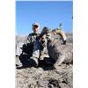 Image 5 : CALIFORNIA DESERT BIGHORN SHEEP (Open-Zone Tag)