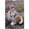 Image 6 : CALIFORNIA DESERT BIGHORN SHEEP (Open-Zone Tag)