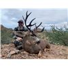 Image 2 : 5 - DAY BAJA BLACKTAIL DEER HUNT IN SOUTH BAJA FOR 1 HUNTER AND1 NON-HUNTER