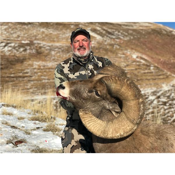 COLORADO ROCKY MOUNTAIN BIGHORN SHEEP LICENSE