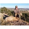 Image 2 : COLORADO ROCKY MOUNTAIN BIGHORN SHEEP LICENSE