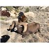Image 4 : COLORADO ROCKY MOUNTAIN BIGHORN SHEEP LICENSE