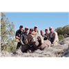 Image 5 : COLORADO ROCKY MOUNTAIN BIGHORN SHEEP LICENSE