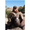 Image 6 : COLORADO ROCKY MOUNTAIN BIGHORN SHEEP LICENSE