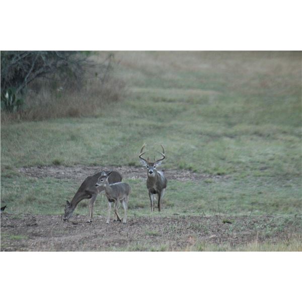4 - DAY TROPHY WHITETAIL BUCK UP TO 180” FOR 1 HUNTER AND 1 NON-HUNTER
