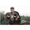 Image 2 : 3 - DAY FREE RANGE CUSTOMIZED HUNT - IBERIAN MOUFLON OR MOUNTAIN ROE BUCK FOR 1 HUNTER & 1 NON-HUNTE