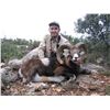 Image 4 : 3 - DAY FREE RANGE CUSTOMIZED HUNT - IBERIAN MOUFLON OR MOUNTAIN ROE BUCK FOR 1 HUNTER & 1 NON-HUNTE