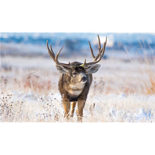 NEVADA UNIT 231 PRIVATE OWNERS’ DEER TAG - FOR 1 HUNTER