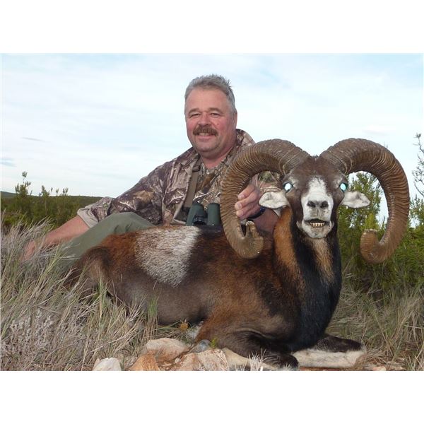 3- DAY FREE RANGE IBERIAN MOUFLON SHEEP HUNT FOR 2 HUNTERS