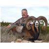 Image 1 : 3- DAY FREE RANGE IBERIAN MOUFLON SHEEP HUNT FOR 2 HUNTERS