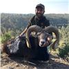 Image 3 : 3- DAY FREE RANGE IBERIAN MOUFLON SHEEP HUNT FOR 2 HUNTERS