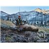 Image 1 : 8 -DAY BULL ELK HUNT IN WYOMING FOR 1 HUNTER