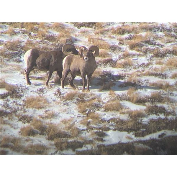 TAOS PUEBLO ROCKY MOUNTAIN BIGHORN SHEEP PERMIT - MOUNTAIN HUNT
