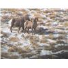 Image 1 : TAOS PUEBLO ROCKY MOUNTAIN BIGHORN SHEEP PERMIT - MOUNTAIN HUNT