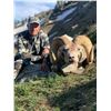 Image 3 : TAOS PUEBLO ROCKY MOUNTAIN BIGHORN SHEEP PERMIT - MOUNTAIN HUNT