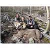 Image 4 : TAOS PUEBLO ROCKY MOUNTAIN BIGHORN SHEEP PERMIT - MOUNTAIN HUNT