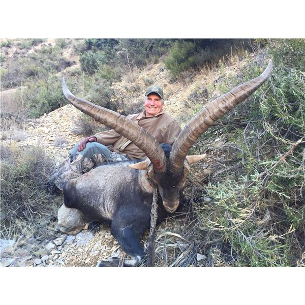 14 - DAY SPANISH IBEX GRAND SLAM HUNT FOR 1 HUNTER
