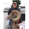 Image 8 : STATE OF WASHINGTON CALIFORNIA BIGHORN SHEEP