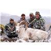Image 4 : 10 - DAY DALL’S SHEEP/ ARCTIC GRIZZLY/BARREN GROUND/CARIBOU HUNTFOR 1 HUNTER