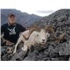 Image 7 : 10 - DAY DALL’S SHEEP/ ARCTIC GRIZZLY/BARREN GROUND/CARIBOU HUNTFOR 1 HUNTER